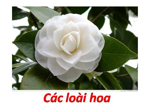 Các loài hoa.pptx