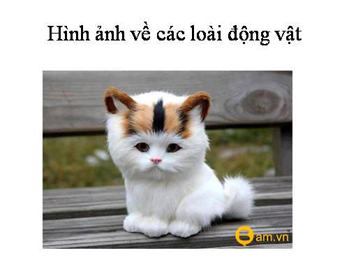 Hình ảnh về các loài động vật.pptx