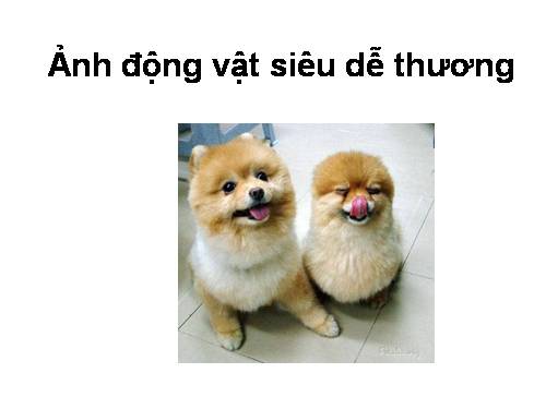 Ảnh động vật siêu dễ thương