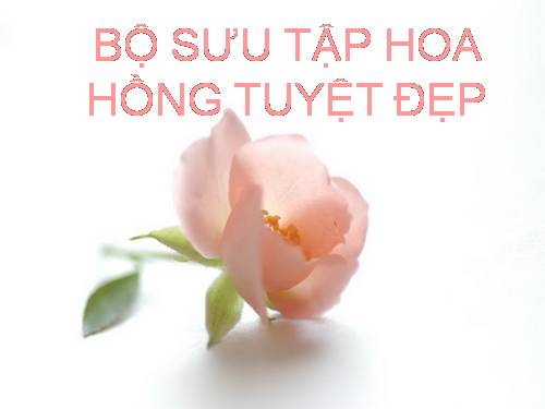 Bộ sưu tập hoa hồng