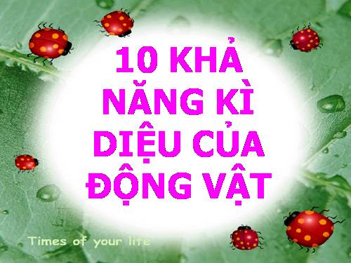 KHả năng kỳ diệu của động vật