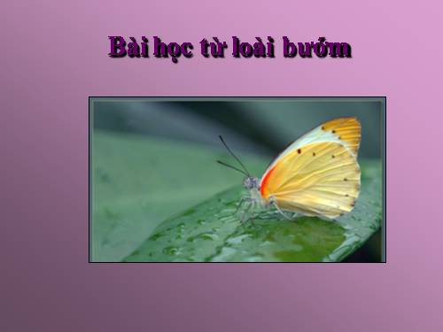 Loài bướm
