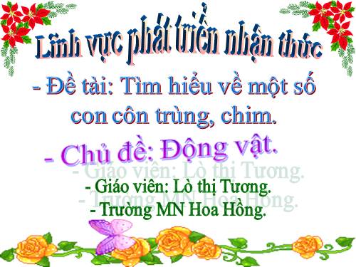 Tìm hiểu về con côn trùng, chim