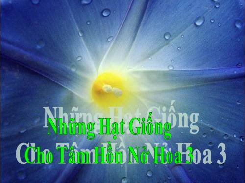 Những hạt giống cho tâm hồn nở hoa