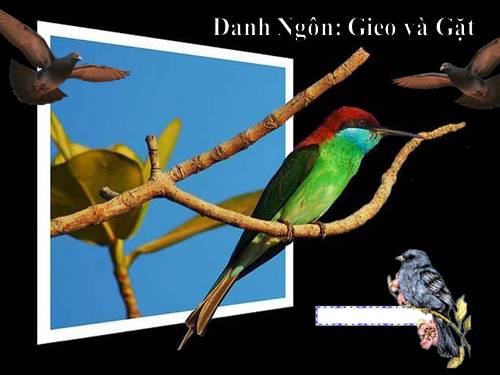 Danh ngôn Gieo và Gặt