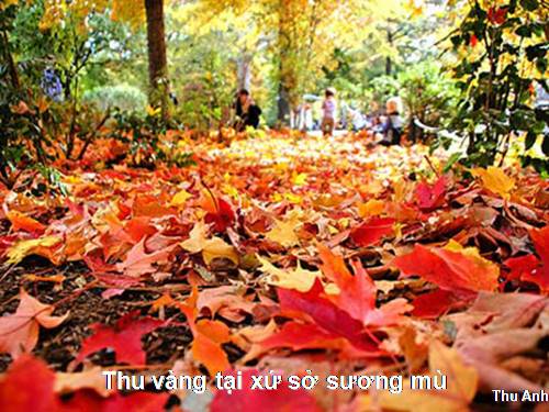 Thu vàng ở xứ sở sương mù