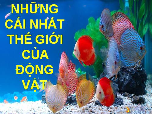 Những cái nhất thế giới của động vật