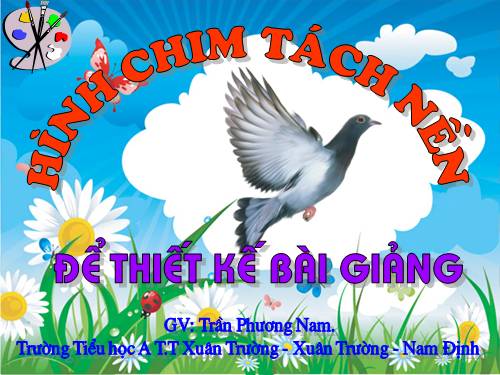 Hình ảnh chim tách nền đẹp