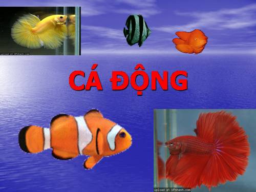 CA DONG