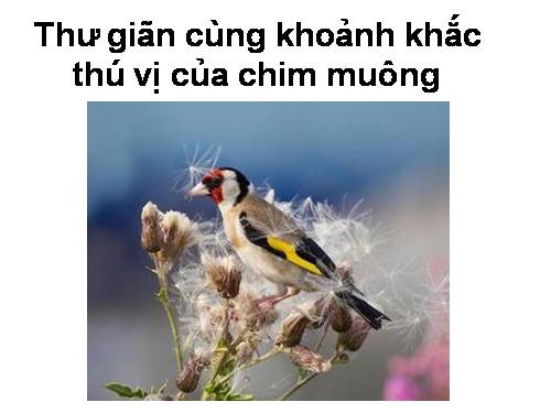 thư giãn cùng loài chim