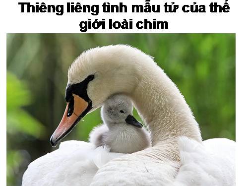 tình mẫu tử của loài chim