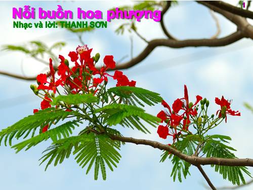 Nổi buồn hoa phượng (dạng pps )