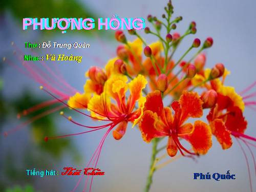 Phượng Hồng (dạng pps )