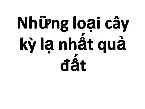 NHUNG LOAI CAY KI LA NHAT