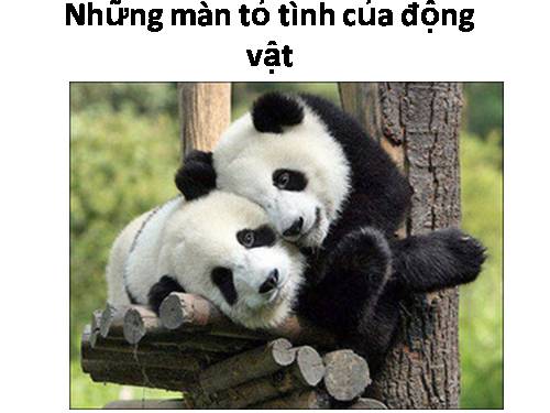 NHUNG MAN TO TINH CUA DONG VAT