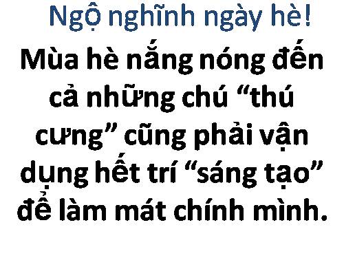 ngo nghinh ngay he