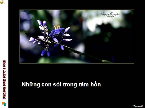 Những con sói tronmg tâm hồn