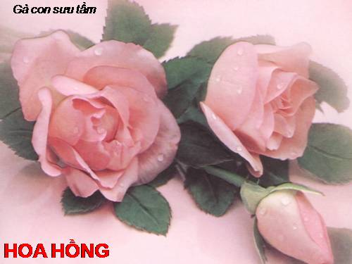 HOA HONG