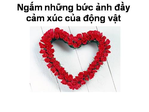 cảm xúc của động vật