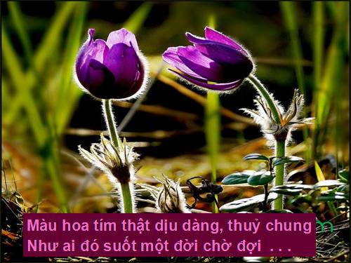 nen hoa tim