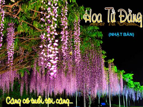 HOA TỬ ĐẰNG NHẬT BẢN