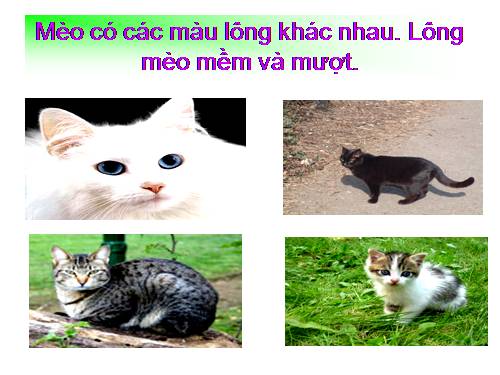 bài Mèo lớp 1