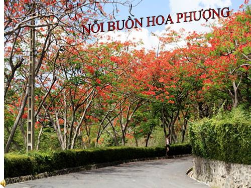 NỖI BUỒN HOA PHƯỢNG