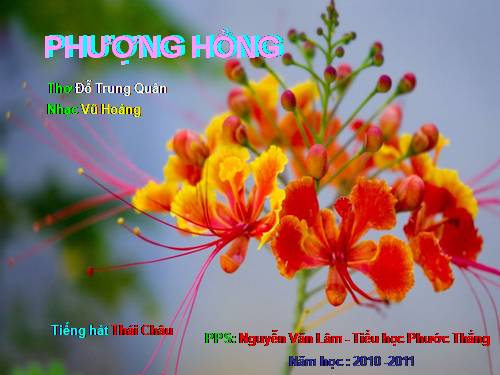 Phượng Hồng