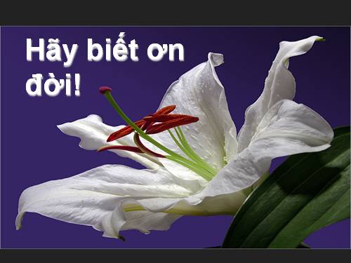 Hãy biết ơn cuộc đời