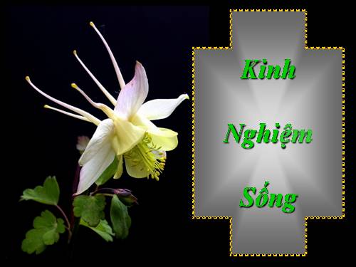 Kinh nghiệm sống