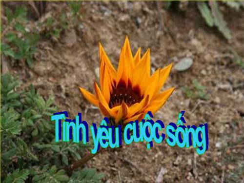 Cuôc sống và tình yêu
