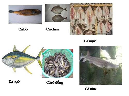 ảnh một số loài cá