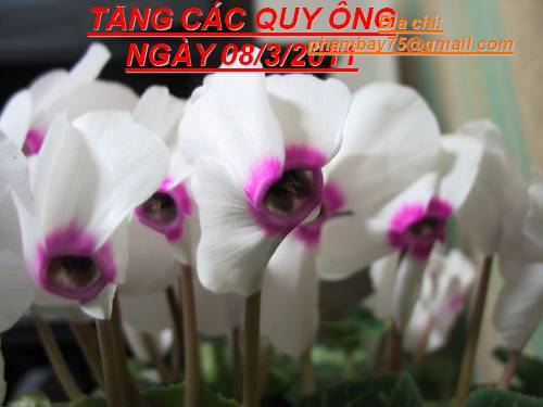 Bài thơ hay cho ngày 08/3