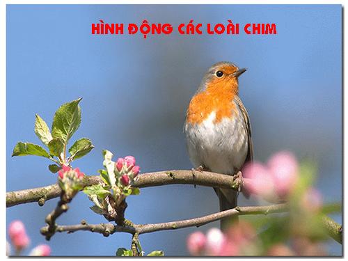 Hình động các loài chim