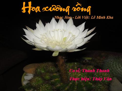 Hoa xương rồng