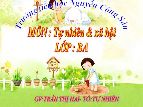 TNXH - Vệ sinh hô hấp