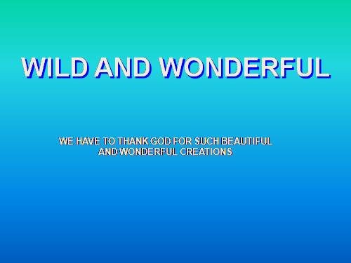 WILD and WONDERFUL