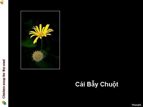 Cái bẫy chuột