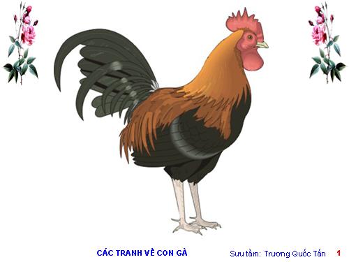 CÁC TRANH VỀ CON GÀ