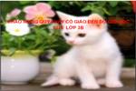 LUYỆN TỪ VÀ CÂU LỚP 3