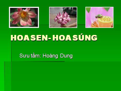 Hoa sen - Hoa súng