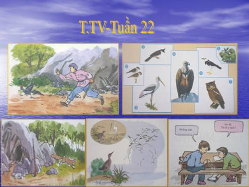 Tranh TV2-Tuần 22