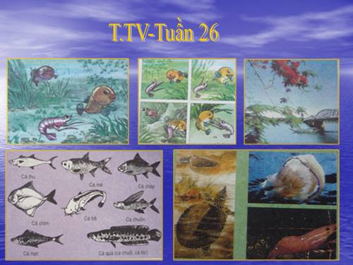Tranh TV2-Tuần 26