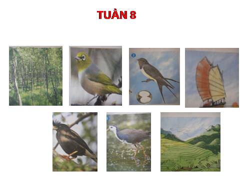 Tranh TV5- Tuần 8