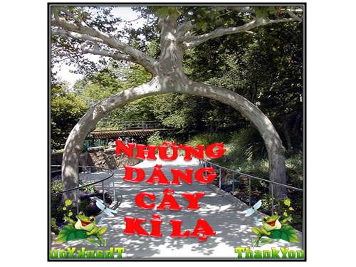 DANG CAY KI LA