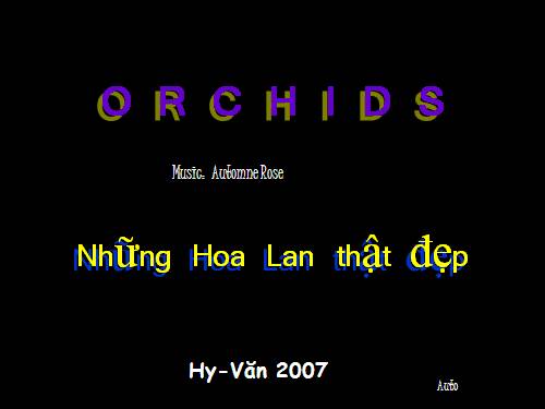 hoa phong lan