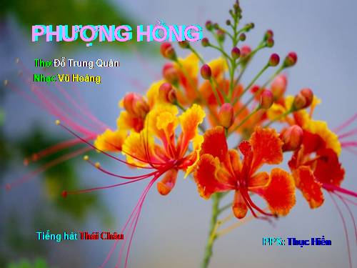 Phượng Hồng