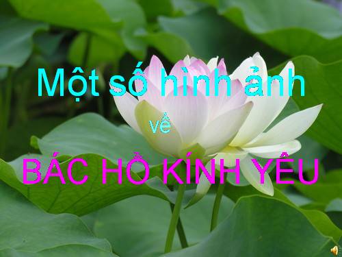 HINH ANH VE BAC HO