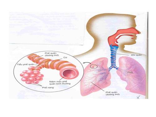 Hình ảnh TNXH 3 (Tài liệu của Hợp)