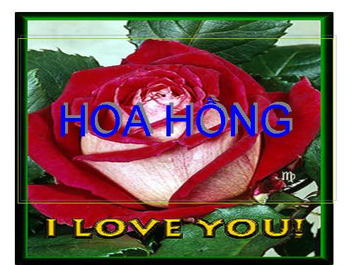 Hoa hồng